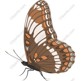 Elegant Butterfly
