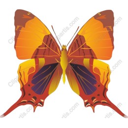Elegant Butterfly