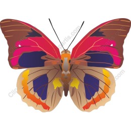 Colorful Butterfly