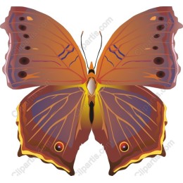 Vibrant Butterfly