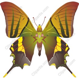 Vibrant Butterfly
