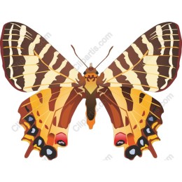 Vibrant Butterfly