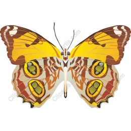Elegant Butterfly