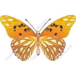 Vibrant Orange Butterfly