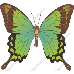 Vibrant Butterfly