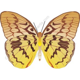 Elegant Butterfly