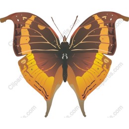 Vibrant Butterfly