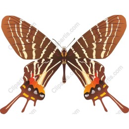 Stunning Butterfly