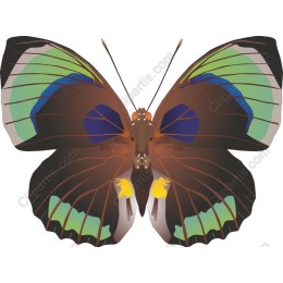 Butterfly Masterpiece