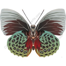 Vibrant Butterfly