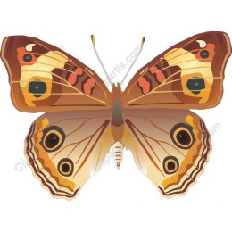 Butterfly - Nature-Inspired