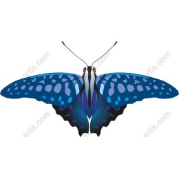 Stunning Blue Butterfly