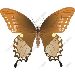 Elegant Butterfly