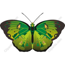 Vibrant Green Butterfly