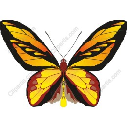 Vibrant Butterfly