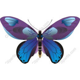 Vibrant Butterfly