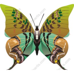 Vibrant Butterfly