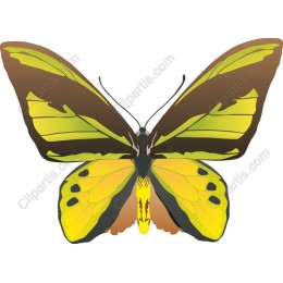 Vibrant Butterfly