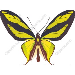 Vibrant Yellow Butterfly
