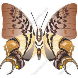 Exquisite Butterfly