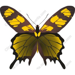 Golden Monarch Butterfly