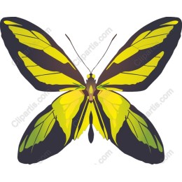 Vibrant Yellow-and-Black Butterfly