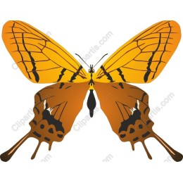 Vivid Butterfly