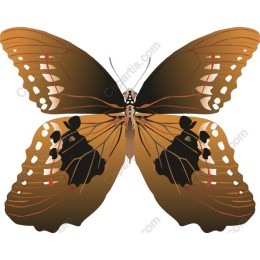 Exquisite Earthy Butterfly