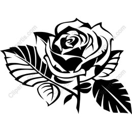 Elegant Black & White Rose
