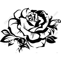 Elegant Black Rose