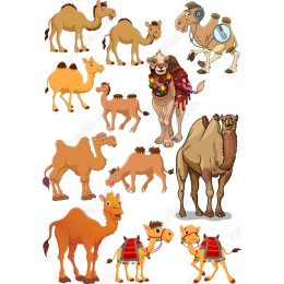 Camel Set - 12 Unique s