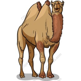 Happy Camel