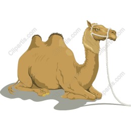 Resting Camel
