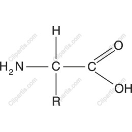 Amino Acid Structure