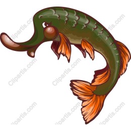 Cartoon Fish Character