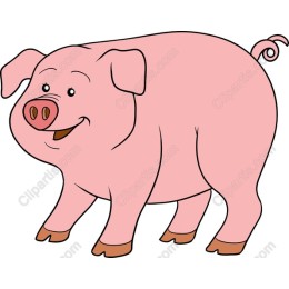 Playful Pig