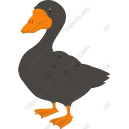 Charming Black Duck