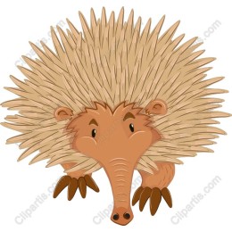 Adorable Hedgehog