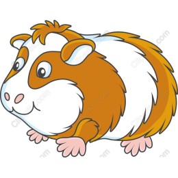Charming Guinea Pig