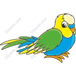 Charming Parakeet