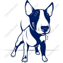 Bull Terrier Playful