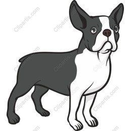 Boston Terrier