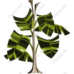 Tropical Plant