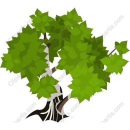 Lush Green Tree
