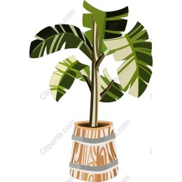 Vibrant Banana Plant in Wooden Pot