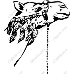 Elegant Camel Head