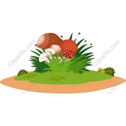 Assorted Mushroom