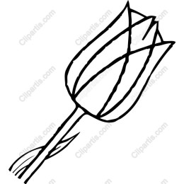 Elegant Hand-drawn Tulip