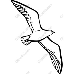Soaring Bird