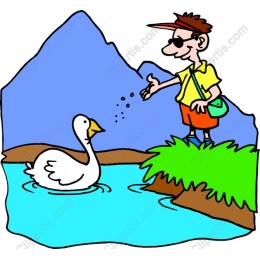 Summer Joy: of a Person Feeding a Swan